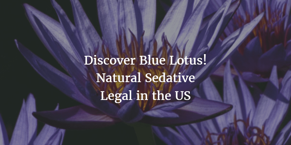 Blue Lotus Effects And Medicinal Benefits Smokable Herbs 7590