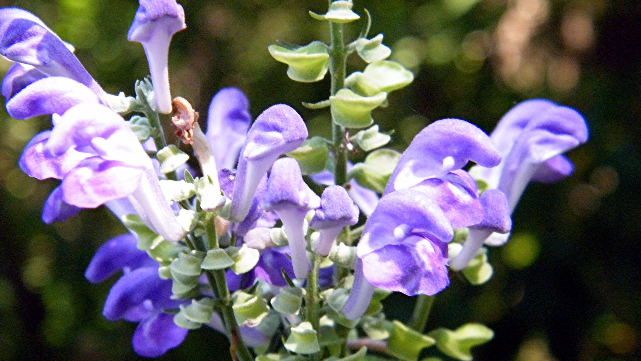 the-benefits-of-skullcap