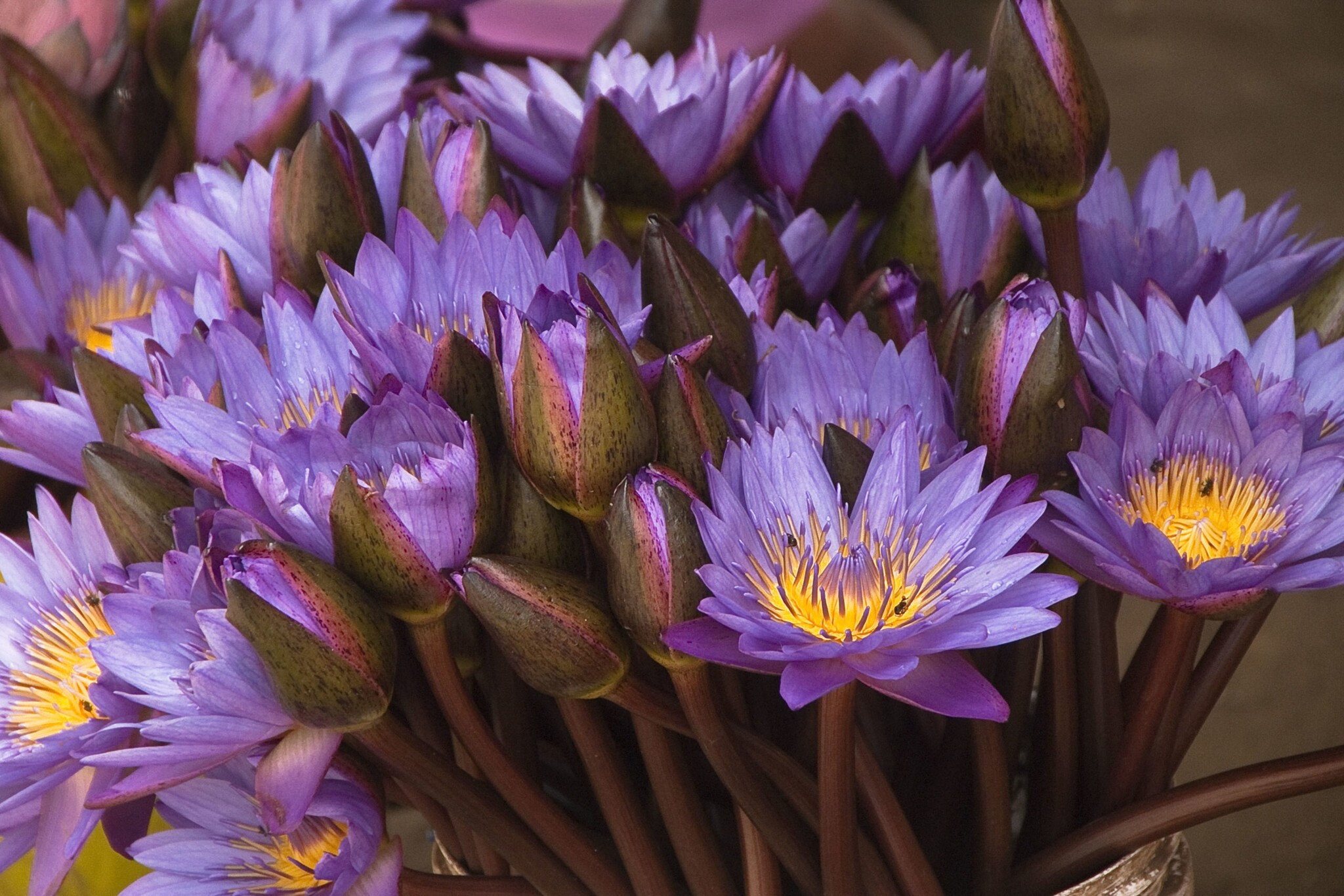 Blue Lotus | Effects & Medicinal Benefits - Smokable Herbs