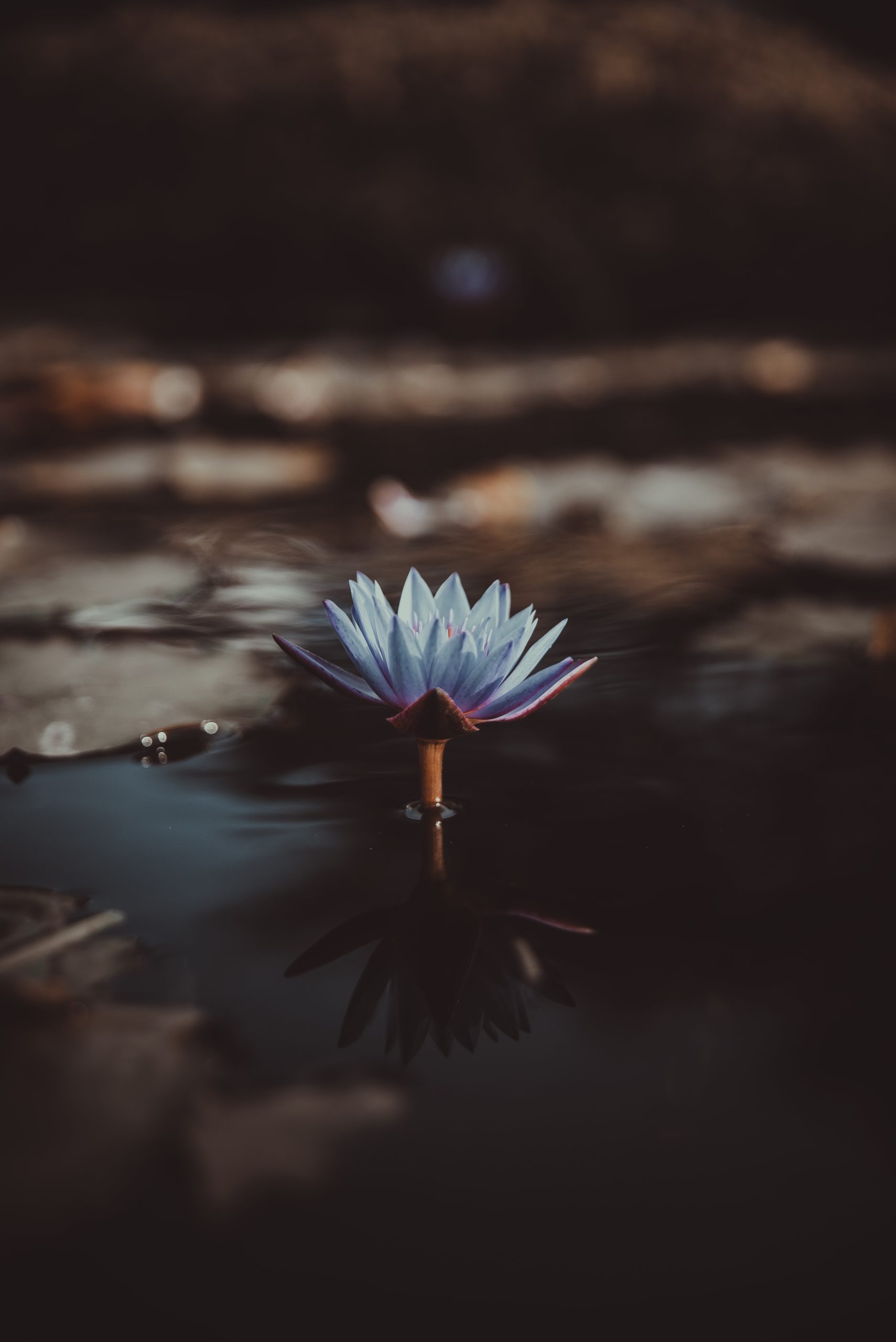 Blue Lotus | Effects & Medicinal Benefits - Smokable Herbs