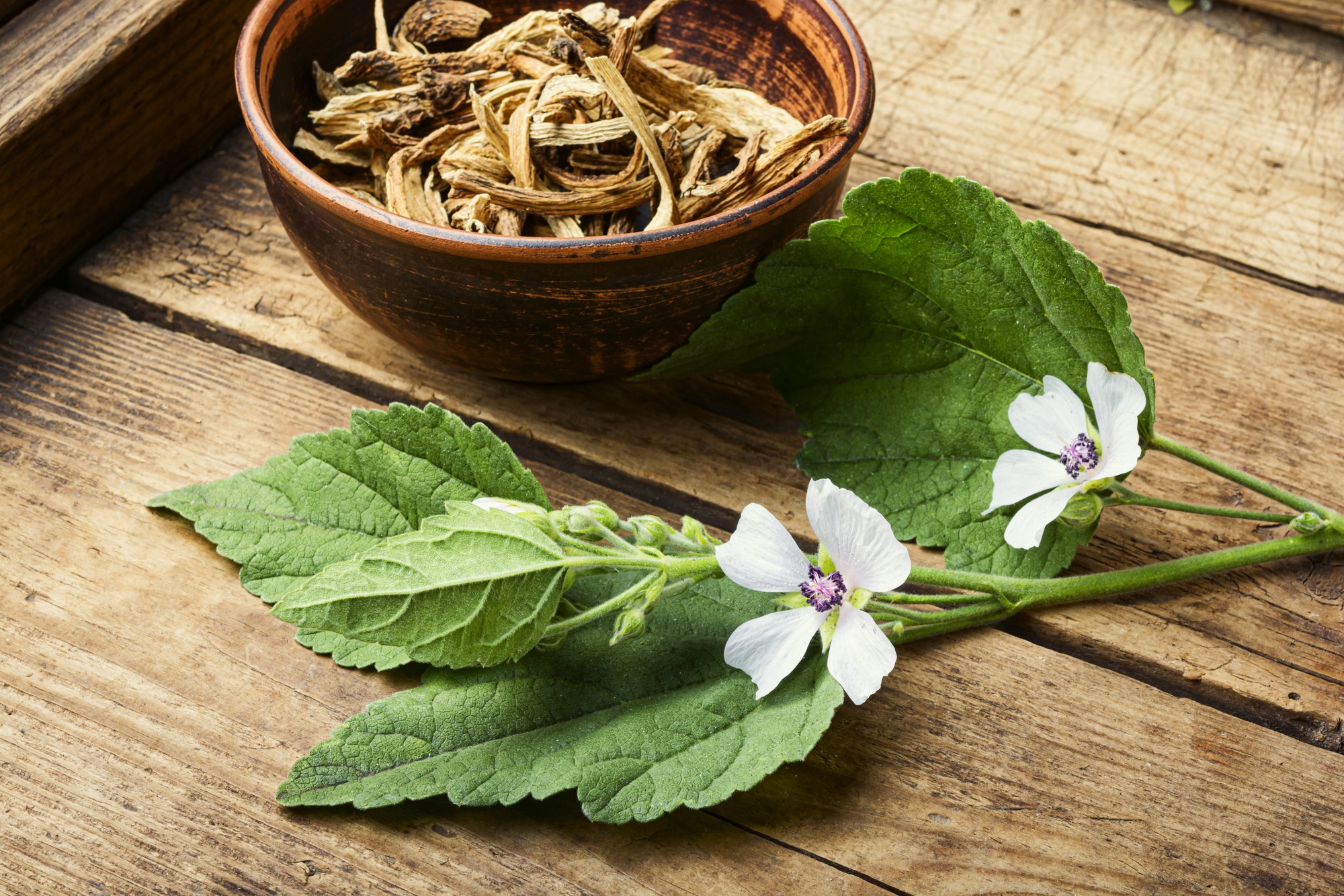 Marshmallow Roots Effects Medicinal Benefits Smokable Herbs
